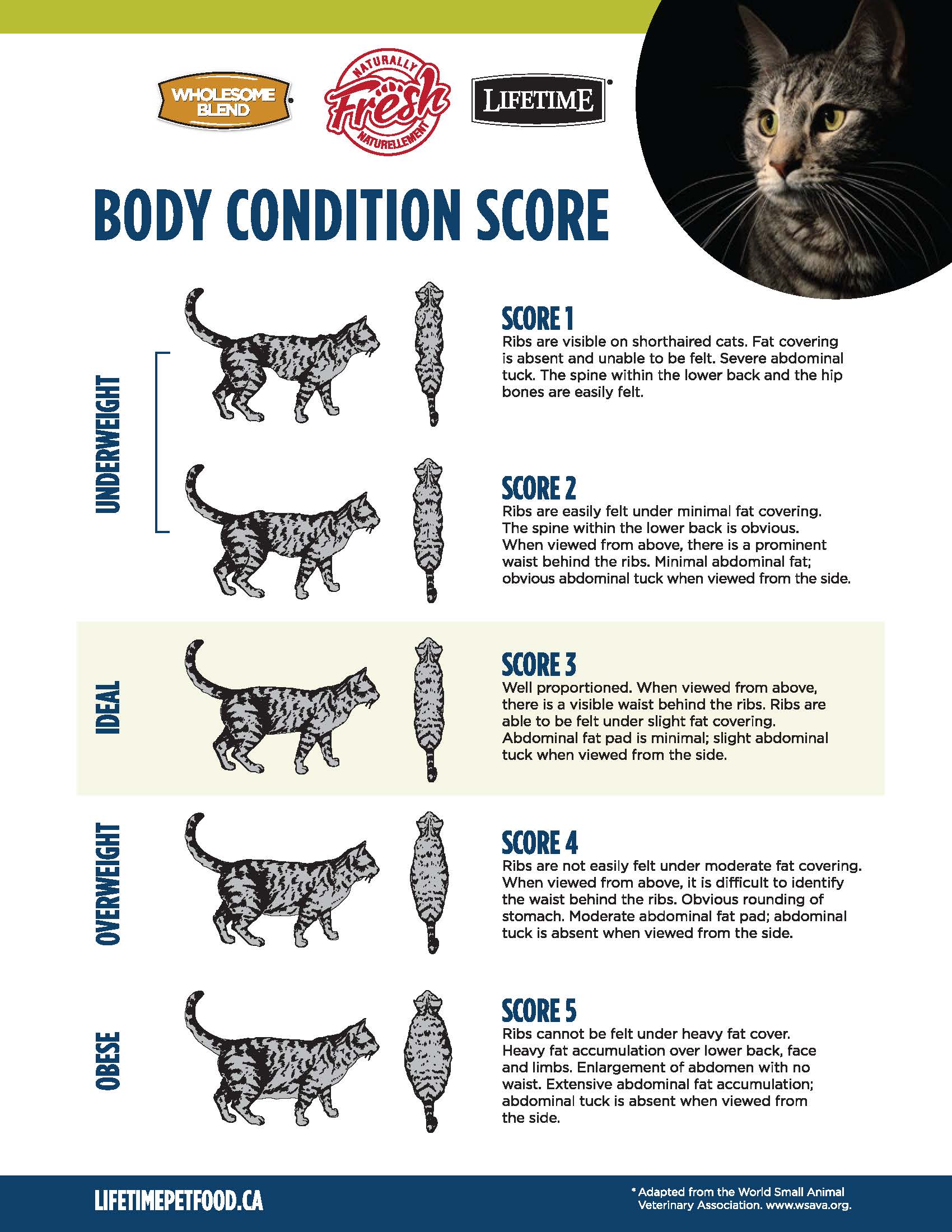 FINAL_Body Condition Score Dogs_July 2020.jpg